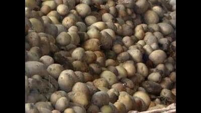 Punjab Agricultural University has issued an advisory urging potato farmers to closely monitor their fields. (HT Photo) Punjab Agricultural University has issued an advisory urging potato farmers to closely monitor their fields. (HT Photo)