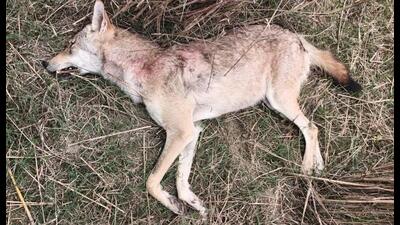 The animal was an adult male, approximately four years old. (Sourced)