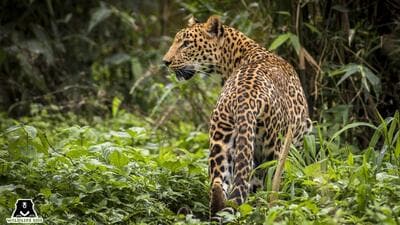 be carried out on an experimental basis by the Junnar Forest Division, the project marks India’s first attempt to regulate wild leopard populations through non-lethal and non-surgical methods. (REPRESENTATIVE PHOTO) be carried out on an experimental basis by the Junnar Forest Division, the project marks India’s first attempt to regulate wild leopard populations through non-lethal and non-surgical methods. (REPRESENTATIVE PHOTO)