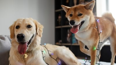 Training ensures your pets get well together. (Picture credit: Freepik) Training ensures your pets get well together. (Picture credit: Freepik)