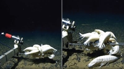 Alicella gigantea, a giant crustacean, is prevalent in deep-sea environments, with genetic studies indicating minimal variation among its global populations. (Royal Society Open Science) Alicella gigantea, a giant crustacean, is prevalent in deep-sea environments, with genetic studies indicating minimal variation among its global populations. (Royal Society Open Science)