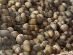 Punjab Agricultural University has issued an advisory urging potato farmers to closely monitor their fields. (HT Photo)
