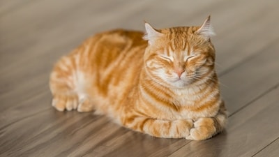 Try out Dr Anwary's suggestions to protect your cat's health! (Unsplash) Try out Dr Anwary's suggestions to protect your cat's health! (Unsplash)