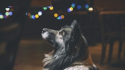 As the countdown to New Year 2026 approaches, Dr Anwary urged the public to enjoy the new year and just be mindful of the pets around you. (Freepik) As the countdown to New Year 2026 approaches, Dr Anwary urged the public to enjoy the new year and just be mindful of the pets around you. (Freepik)