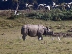 A one-horned rhino grazing at Kaziranga National Park in Golaghat (ANI FILE)