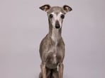 Tika the Iggy, an Italian Greyhound who became a viral fashion star, died at age 14 following surgery, according to People. Her owners announced her death in a joint Instagram statement, calling the loss devastating.