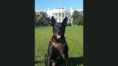 Hurricane, a Belgian Malinois and the most decorated K-9 officer in US history, died at age 16 in February, according to Guinness World Records. He is best remembered for his actions on October 22, 2014, when he defended then-President Barack Obama and the First Family after an intruder breached the White House perimeter, subduing the suspect despite suffering serious injuries. (Guinness World Records) Hurricane, a Belgian Malinois and the most decorated K-9 officer in US history, died at age 16 in February, according to Guinness World Records. He is best remembered for his actions on October 22, 2014, when he defended then-President Barack Obama and the First Family after an intruder breached the White House perimeter, subduing the suspect despite suffering serious injuries. (Guinness World Records)