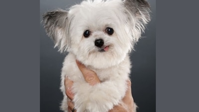 Norbert, the 3-pound therapy dog, a unique mix of breeds, possibly Chihuahua, Cairn Terrier, and Lhasa Apsoa, died at age 15 in January after being hospitalized for kidney issues, People reported. He spent years visiting patients at Children’s Hospital Los Angeles and built an international audience through social media, where nearly 1 million followers watched his therapy work. (Instagram/ @norbertthedog) Norbert, the 3-pound therapy dog, a unique mix of breeds, possibly Chihuahua, Cairn Terrier, and Lhasa Apsoa, died at age 15 in January after being hospitalized for kidney issues, People reported. He spent years visiting patients at Children’s Hospital Los Angeles and built an international audience through social media, where nearly 1 million followers watched his therapy work. (Instagram/ @norbertthedog)