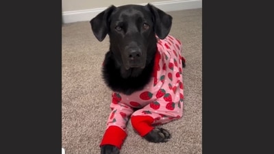 Sundae, a Black Lab with a massive online following, was remembered for her costumes, skits and calm personality, USA Today reported. Her owner, Katie Gamble, said Sundae’s accounts were created simply for fun, but they eventually drew millions of followers who also supported the dog through a two-year battle with cancer. (Instagram/ @sundaetheblacklab) Sundae, a Black Lab with a massive online following, was remembered for her costumes, skits and calm personality, USA Today reported. Her owner, Katie Gamble, said Sundae’s accounts were created simply for fun, but they eventually drew millions of followers who also supported the dog through a two-year battle with cancer. (Instagram/ @sundaetheblacklab)