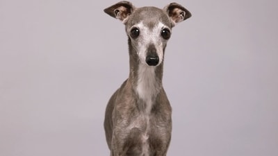Tika the Iggy, an Italian Greyhound who became a viral fashion star, died at age 14 following surgery, according to People. Her owners announced her death in a joint Instagram statement, calling the loss devastating. (Instagram/ tikatheiggy) Tika the Iggy, an Italian Greyhound who became a viral fashion star, died at age 14 following surgery, according to People. Her owners announced her death in a joint Instagram statement, calling the loss devastating. (Instagram/ tikatheiggy)
