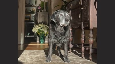 Zawg, a senior TikTok and Instagram star known for his funny videos alongside companion Schlawg, died peacefully in January 2025, according to owner posts shared online. (Instagram/ @zawgandschlawg) Zawg, a senior TikTok and Instagram star known for his funny videos alongside companion Schlawg, died peacefully in January 2025, according to owner posts shared online. (Instagram/ @zawgandschlawg)