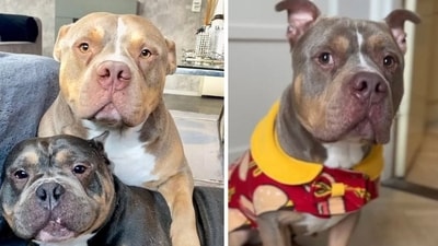 Raffie and Odin, influencer dogs featured on the TikTok account bundleofbullies, both died following a tragic dog attack. Owner Maren Peeters said Raffie suffered a fatal heart attack on Christmas Eve, while Odin was injured trying to protect him and later died from his wounds. The pair were described as best friends. (Odin and Raffie - L, Odin - R) (Maren Peeters/Instagram ) Raffie and Odin, influencer dogs featured on the TikTok account bundleofbullies, both died following a tragic dog attack. Owner Maren Peeters said Raffie suffered a fatal heart attack on Christmas Eve, while Odin was injured trying to protect him and later died from his wounds. The pair were described as best friends. (Odin and Raffie - L, Odin - R) (Maren Peeters/Instagram )