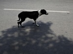 Directives over the stray dog menace have caused multiple differences among different stakeholders. (Archive/AP)
