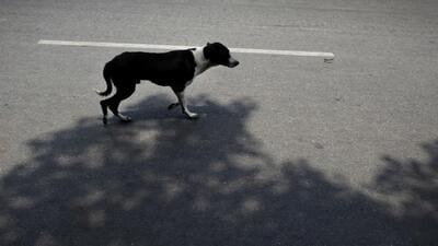 Directives over the stray dog menace have caused multiple differences among different stakeholders. (Archive/AP) Directives over the stray dog menace have caused multiple differences among different stakeholders. (Archive/AP)
