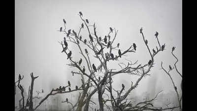 Lucknow saw its day temperatures plummet to 14.6 degrees on Friday. This was the city’s coldest day in this season, so far. (Deepak Gupta/HT)