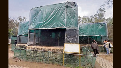 Officials have also made minor changes to the feeding patterns of herbivores, increasing the intake of jaggery, which helps generate body warmth during winter. (Gurpreet Singh/HT) Officials have also made minor changes to the feeding patterns of herbivores, increasing the intake of jaggery, which helps generate body warmth during winter. (Gurpreet Singh/HT)