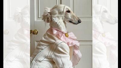 Sigh. Samantha an Afghan hound, has more rizz than us. (INSTAGRAM@AFGHANHOUNDINTHECITY) Sigh. Samantha an Afghan hound, has more rizz than us. (INSTAGRAM@AFGHANHOUNDINTHECITY)