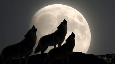January 2026's wolf supermoon promises swift results — here's what to do (Photo: Science Alert) January 2026's wolf supermoon promises swift results — here's what to do (Photo: Science Alert)