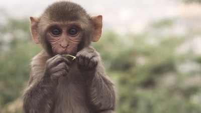 Loud noises can scare away monkeys. (Representative image/Unsplash) Loud noises can scare away monkeys. (Representative image/Unsplash)