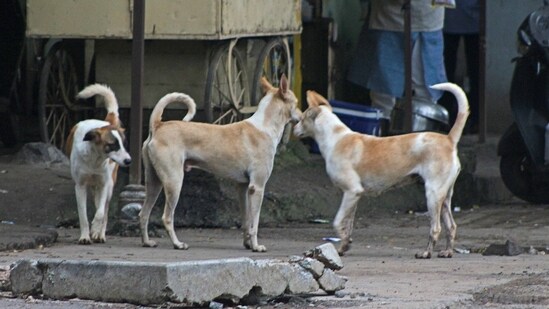 Delhi govt files police complaint over 'misinformation' about teachers counting stray dogs