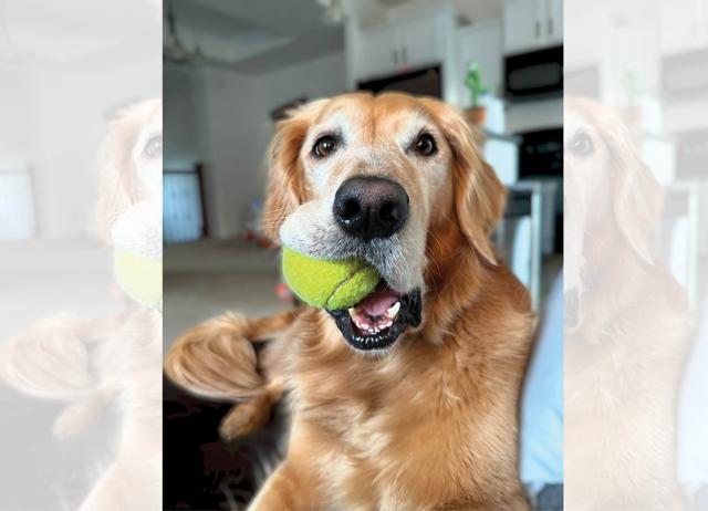 Who’s a good boi? Any old doggo who can get a few more years with science’s new pill. (SHUTTERSTOCK) Who’s a good boi? Any old doggo who can get a few more years with science’s new pill. (SHUTTERSTOCK)