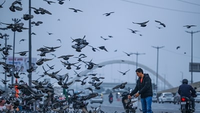 New Delhi, India - Jan. 3, 2026: A man seen feeding pigeons under the Cloudy and cold winter morning, at Burari in New Delhi, India, on Saturday, January 3, 2026.  (Photo by RAJ K RAJ / Hindustan Times) (RAJ K RAJ /HT PHOTO)