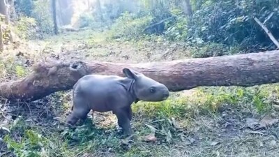 An IFS officer shared a video of a newborn one horned rhino from Jaldapara. (Parveen Kaswan/Facebook) An IFS officer shared a video of a newborn one horned rhino from Jaldapara. (Parveen Kaswan/Facebook)