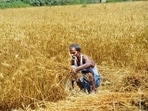 A farmer is seen at work during wheat harvesting season in Patna. (HT File)