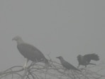 Eagle mobbed by crows in the Sukhna mist (Tushar Kaushik) Eagle mobbed by crows in the Sukhna mist (Tushar Kaushik)