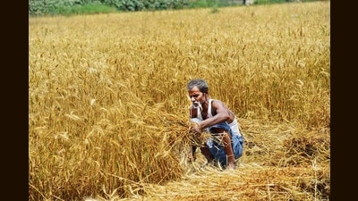 A farmer is seen at work during wheat harvesting season in Patna. (HT File) A farmer is seen at work during wheat harvesting season in Patna. (HT File)