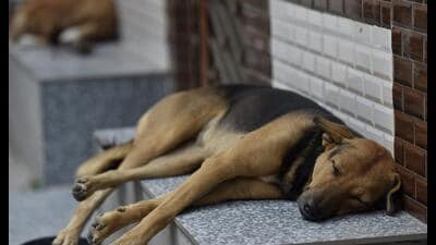 Protesters said stray dogs were being ‘punished’ for MCD’s irresponsible vaccination and sterilisation. (Hindustan Times) Protesters said stray dogs were being ‘punished’ for MCD’s irresponsible vaccination and sterilisation. (Hindustan Times)
