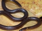 The newly described Mizoram species is non-venomous and poses no threat to humans. (Sourced HT photo) The newly described Mizoram species is non-venomous and poses no threat to humans. (Sourced HT photo)