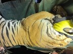 The tigress after her capture. (HT Photo)