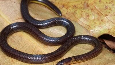 The newly described Mizoram species is non-venomous and poses no threat to humans. (Sourced HT photo) The newly described Mizoram species is non-venomous and poses no threat to humans. (Sourced HT photo)