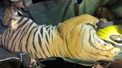 The tigress after her capture. (HT Photo)