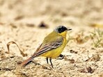 Western yellow wagtail seen during the census. (Courtesy: Pankaj Gupta)