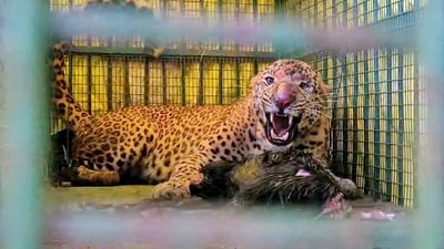 The leopard too died after being stranded in an open well for hours. Both the farm worker and the animal had fallen into the well during a struggle, officials said. (HT) The leopard too died after being stranded in an open well for hours. Both the farm worker and the animal had fallen into the well during a struggle, officials said. (HT)