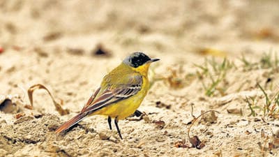 Western yellow wagtail seen during the census. (Courtesy: Pankaj Gupta) Western yellow wagtail seen during the census. (Courtesy: Pankaj Gupta)