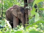 A spate of wild elephant attacks in Jharkhand’s West Singhbhum district has claimed 16 lives within a week. (HT Photo)