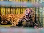 The leopard too died after being stranded in an open well for hours. Both the farm worker and the animal had fallen into the well during a struggle, officials said. (HT)