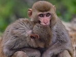 Monkeys huddle together on a cold winter morning Monkeys huddle together on a cold winter morning