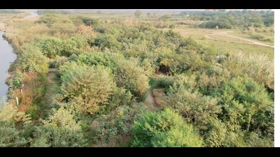 Rules for private afforestation work on forest land eased Rules for private afforestation work on forest land eased