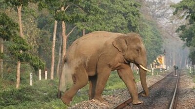 Four people were also injured in the elephant attack, a forest official said. (Shutterstock/ Representational photo)