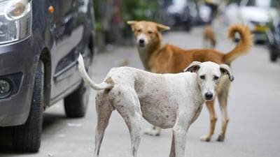 India’s roughly 780 districts cannot manage dog populations through sporadic drives. (RAJ K RAJ /HT PHOTO) India’s roughly 780 districts cannot manage dog populations through sporadic drives. (RAJ K RAJ /HT PHOTO)