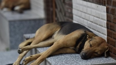 Dog (Hindustan Times) Dog (Hindustan Times)