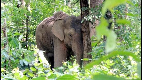 A spate of wild elephant attacks in Jharkhand’s West Singhbhum district has claimed 16 lives within a week. (HT Photo)
