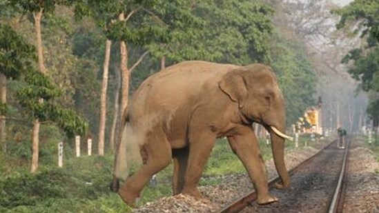 Four people were also injured in the elephant attack, a forest official said. (Shutterstock/ Representational photo)