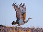 Guided walk marks the inaugural public walk led by Golden Wings Nature Guides, a group of young, local nature enthusiasts deeply connected to the birds, wetlands, and landscapes of Vedanthangal. (Representative photo)