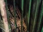 Leopard trapped in a cage in the Jhunsi area of Prayagraj on Thursday. (ANIL KUMAR MAURYA/HT PHOTO)