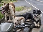 The Supreme Court bench was hearing pleas, including those filed by dog lovers seeking modification of its earlier orders and those for stringent compliance with the directives.